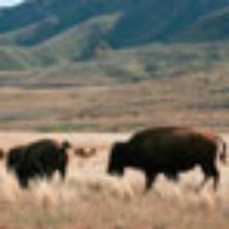 Downtown Buffet and Grill